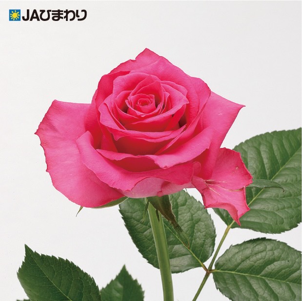 【品種紹介】
今回も引き続き当部会で出荷している品種の中で比較的高温期でも長さの出る品種をご紹介します。(2024部会資料より)
⑨フェリシタル
パッと目を引く、鮮やかなピンクが特徴。
凛とした花姿が印象的で、一本でも華やかに決まるバラです🌹✨