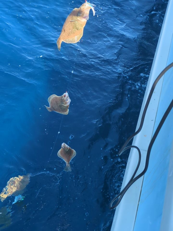 ソウハチ釣り。
今日はサイズ良かったです⤴️
帰るまで、ポツポツ釣れました🙇🏼
ソウハチ26〜44センチ209匹。
#新幸丸
#ソウハチ釣り
#ソウハチ
#一夜干し
#船上干し
