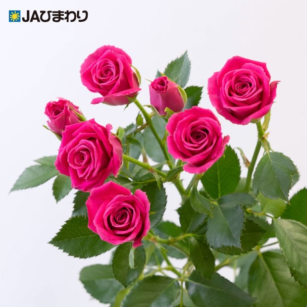 【敬老の日におすすめの品種紹介】
②ピンクシャワー
大切な人へ、華やかな「ありがとう」を。
鮮やかな濃いピンクが目を引く
スプレーバラ「ピンクシャワー」。
たくさんの花を咲かせる姿は、
まるでピンクの花が降り注ぐよう。
照りのある美しい葉とのコントラストも魅力で、
花束に入れると、ぱっと華やかな印象に✨
敬老の日には、
いつもありがとうの気持ちと、
これからも元気でいてねの想いを込めて。
華やかなピンクのバラを、贈りませんか?🌹
#JAひまわりバラ部会 #バラ #ピンクシャワー #敬老の日