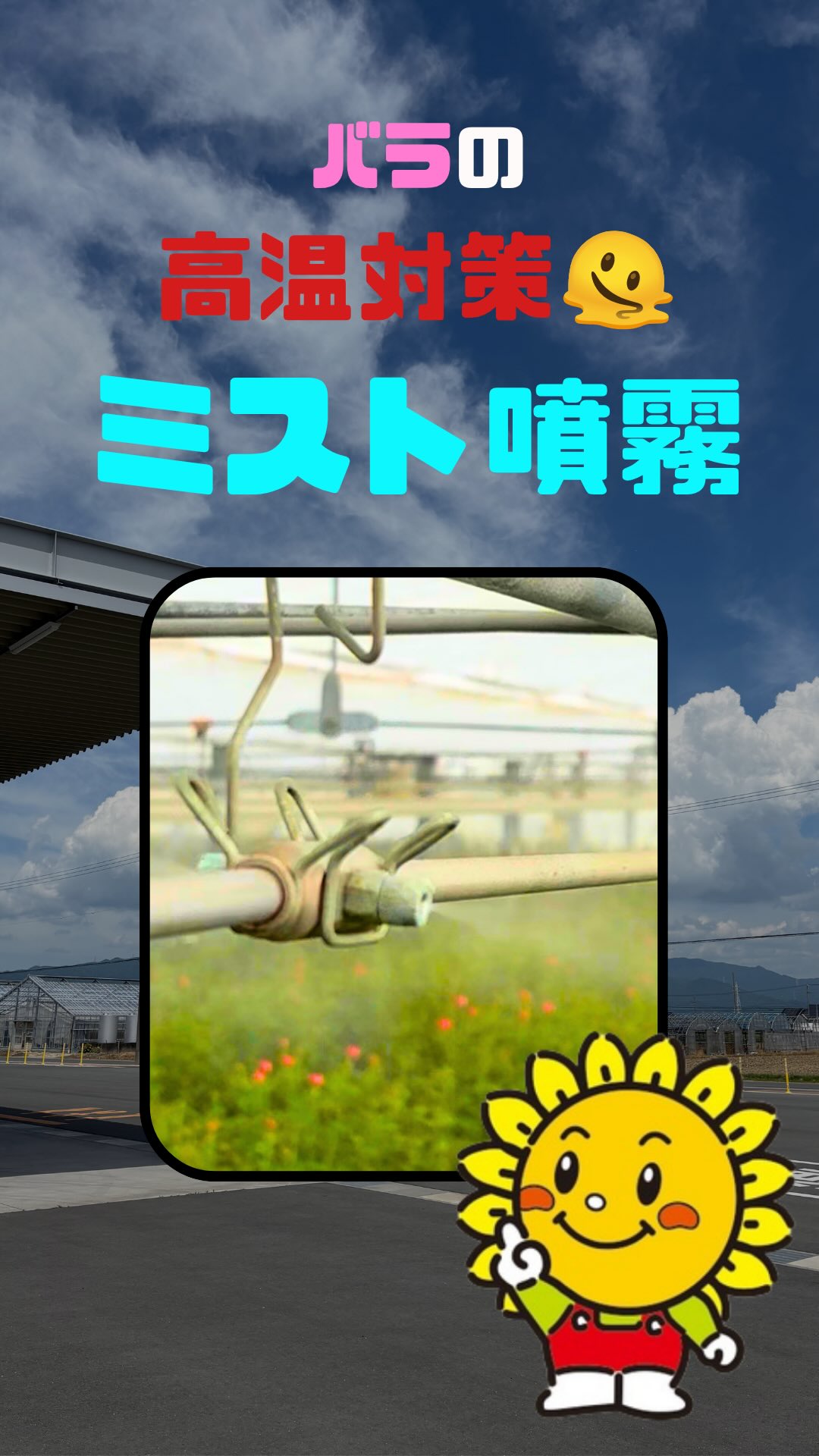 夏の暑い時期、花を育てるハウスの中は外気温以上に高温になることがあります🥵
(「温室」っていうくらいなので、温めるのは得意、冷やすのは苦手なんですよね・・・)
そんな厳しい環境から花を守るために活躍するのが「ミスト噴霧」です💦
ハウス内に細かな霧を噴霧し、水が蒸発するときに熱を奪う「気化熱」を利用して、温度上昇を抑えます。
もちろん、温度だけでなく湿度や病気の発生にも気を配りながら、状況に合わせてシビアに使用しています。
ひまわり農協バラ部会では、様々な高温対策を駆使して秋の需要期によりよいバラを、全国のお客様にお届けするため日々栽培に取り組んでいます。
#rose #バラのある暮らし #jaひまわり #高温対策 #ミスト