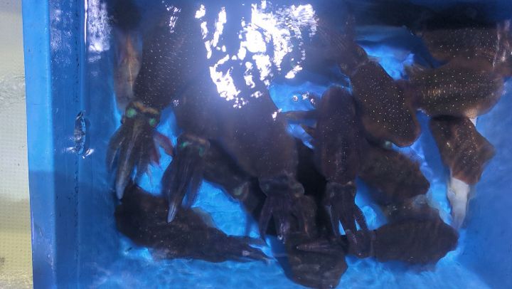 イカ便。
出だしは良かったんですが、それからが続かず💦
アオリを狙う方や、ケンサキ狙う方や
ケンサキはトップ9杯
アオリはトップ23杯でした。🙇🏼
#新幸丸
#ケンサキイカ
#アオリイカ
#イカメタル
#オモリグ