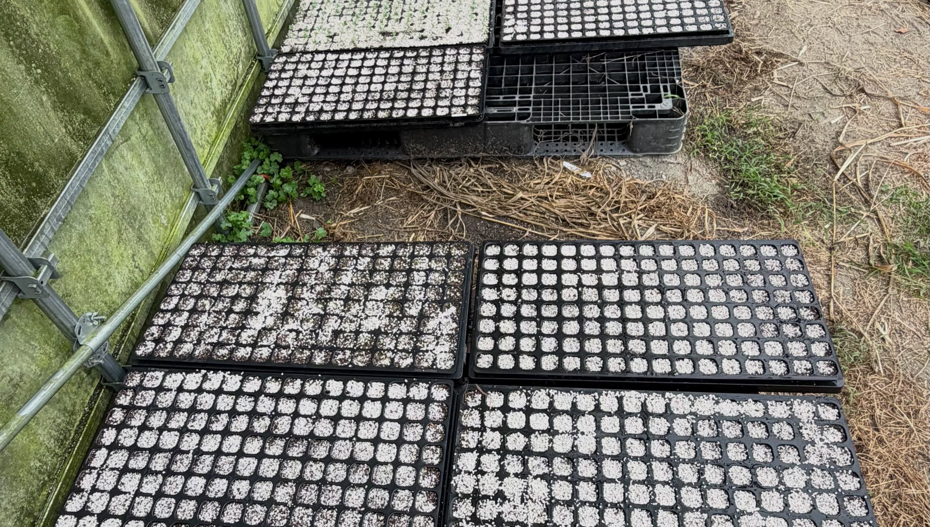 🌧️ 本日は朝から雨降り💦
畑仕事はお休みして、ハウス内で白菜🥬の種まき🌱
そして、一週間ほど前に播種した白菜も、
少しずつ大きくなってきました✨
そろそろ植え付けの時期が近づいてきたので、
急いで植え付け準備を進めます💪🌱
#コロンズファーム
#無人販売
#白菜
#播種
#農作業