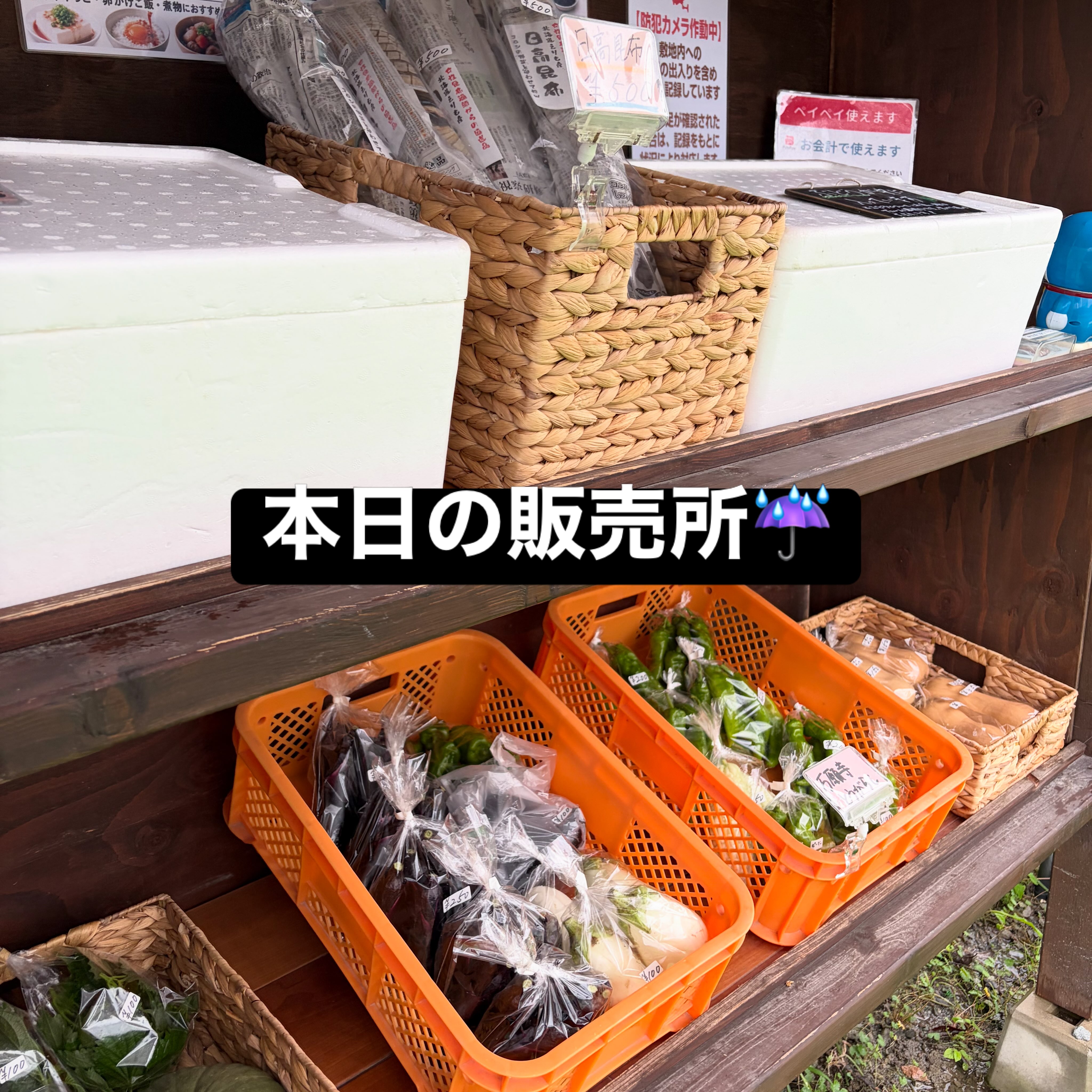 こんにちは😊
コロン’sファームです🌱
今日は雨ですね☔️
足元の悪い中ですが、無人販売所オープンしています♪
今日はナス、ピーマン、万願寺とうがらしなどの夏野菜に加えて、かぼちゃ・みょうが・大葉も並んでいます🎃🌿
少しずつ夏野菜から秋の野菜へ🍂
季節の移り変わりを感じる売り場になってきました😊
お越しの際は足元にお気をつけくださいね♪
#コロンズファーム #南丹市 #無人販売所 #採れたて野菜 #農家直売