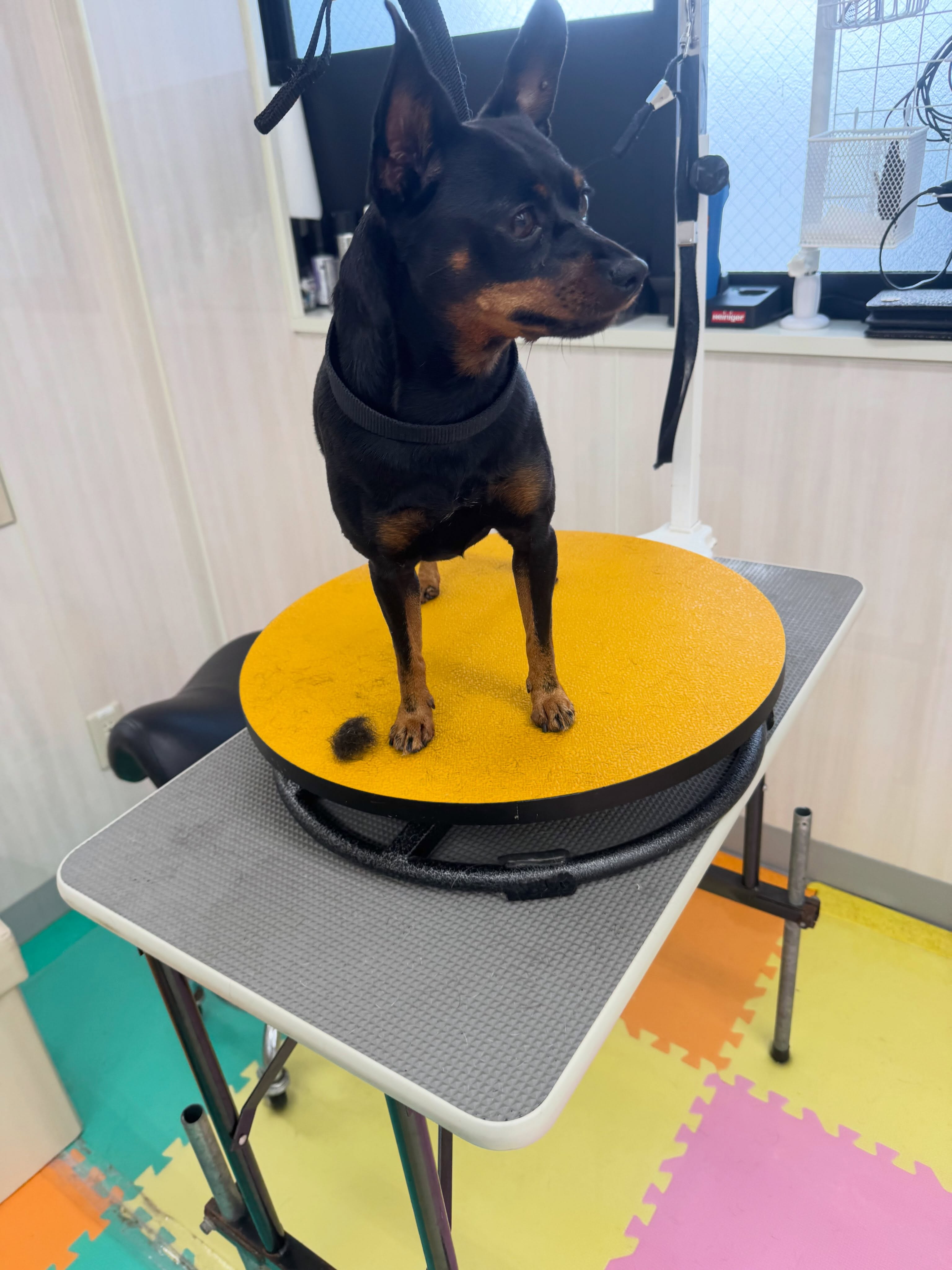 クールちゃん&カノアちゃん🐶
本日歯磨きトレーニングを開始して2年1ヶ月が経ちました
歯の状態は2頭ともあまり変わりなくキープができているのでこのまま継続を意識して頑張りましょう✊
園内ではマルちゃんに2頭とも気に入られたようで、たくさんちょっかいを出されてなんだよ‼️と2頭ともブチギレていました🤣
🐾🐶愛犬のお悩みご相談ください🐶🐾
@kenkohmura_official
↑フォロー待ってます↑
〒955-0091 新潟県三条市上須頃大割428−1
☎︎ 0256-35-2571
✉️ info@kenkohmura.jp
HP: http://kenkohmura.jp
LINE: https://lin.ee/7LIz5sb
#犬幸村#犬の幼稚園 #吠える、噛む #犬のしつけ #トイレ
ミニピンミニピン可愛いミックスミックス犬可愛いすぎる
