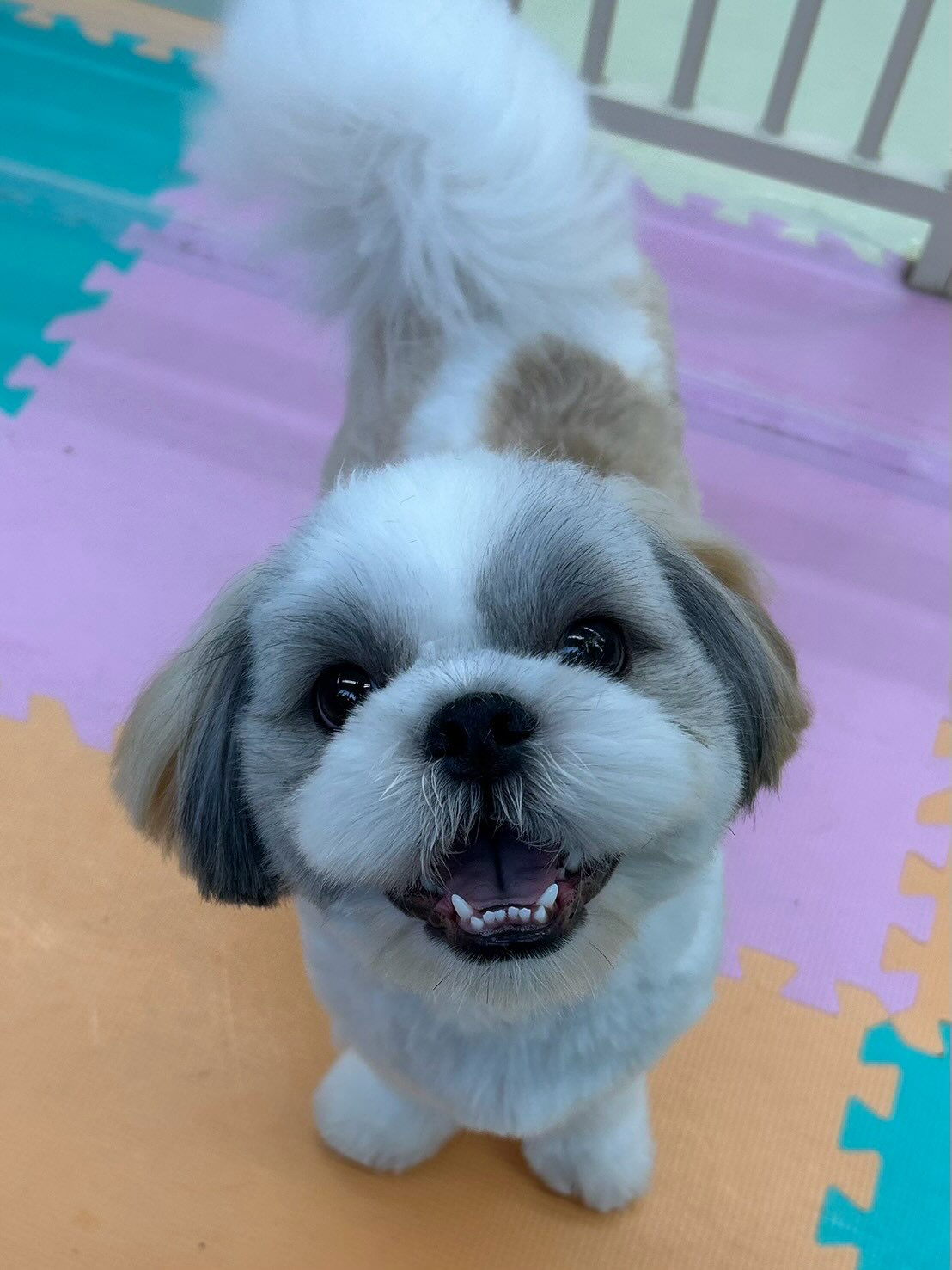 マルちゃん🐶
本日も朝から夕方までずーっとワンプロに追いかけっこに走り回ったりと大はしゃぎの一日でした🤣
何をしていても楽しそうな可愛い表情で本日も駆け巡っていました😍
🐾🐶愛犬のお悩みご相談ください🐶🐾
@kenkohmura_official
↑フォロー待ってます↑
〒955-0091 新潟県三条市上須頃大割428−1
☎︎ 0256-35-2571
✉️ info@kenkohmura.jp
HP: http://kenkohmura.jp
LINE: https://lin.ee/7LIz5sb
#犬幸村#犬の幼稚園 #吠える、噛む #犬のしつけ #トイレ
シーズーシーズー可愛いシーズー大好きシーズー倶楽部シーズー可愛いすぎる
