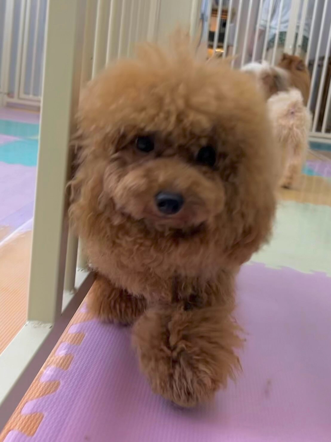 ププちゃん🐶
本日はゆずちゃんやマルちゃん達と走り回ったり、、激しいワンプロを仕掛けあったりして楽しそうにはしゃぎ回っていました👍
🐾🐶愛犬のお悩みご相談ください🐶🐾
@kenkohmura_official
↑フォロー待ってます↑
〒955-0091 新潟県三条市上須頃大割428−1
☎︎ 0256-35-2571
✉️ info@kenkohmura.jp
HP: http://kenkohmura.jp
LINE: https://lin.ee/7LIz5sb
#犬幸村#犬の幼稚園 #吠える、噛む #犬のしつけ #トイレ
トイプートイプー可愛いトイプー倶楽部トイプー可愛いすぎるトイプー大好き