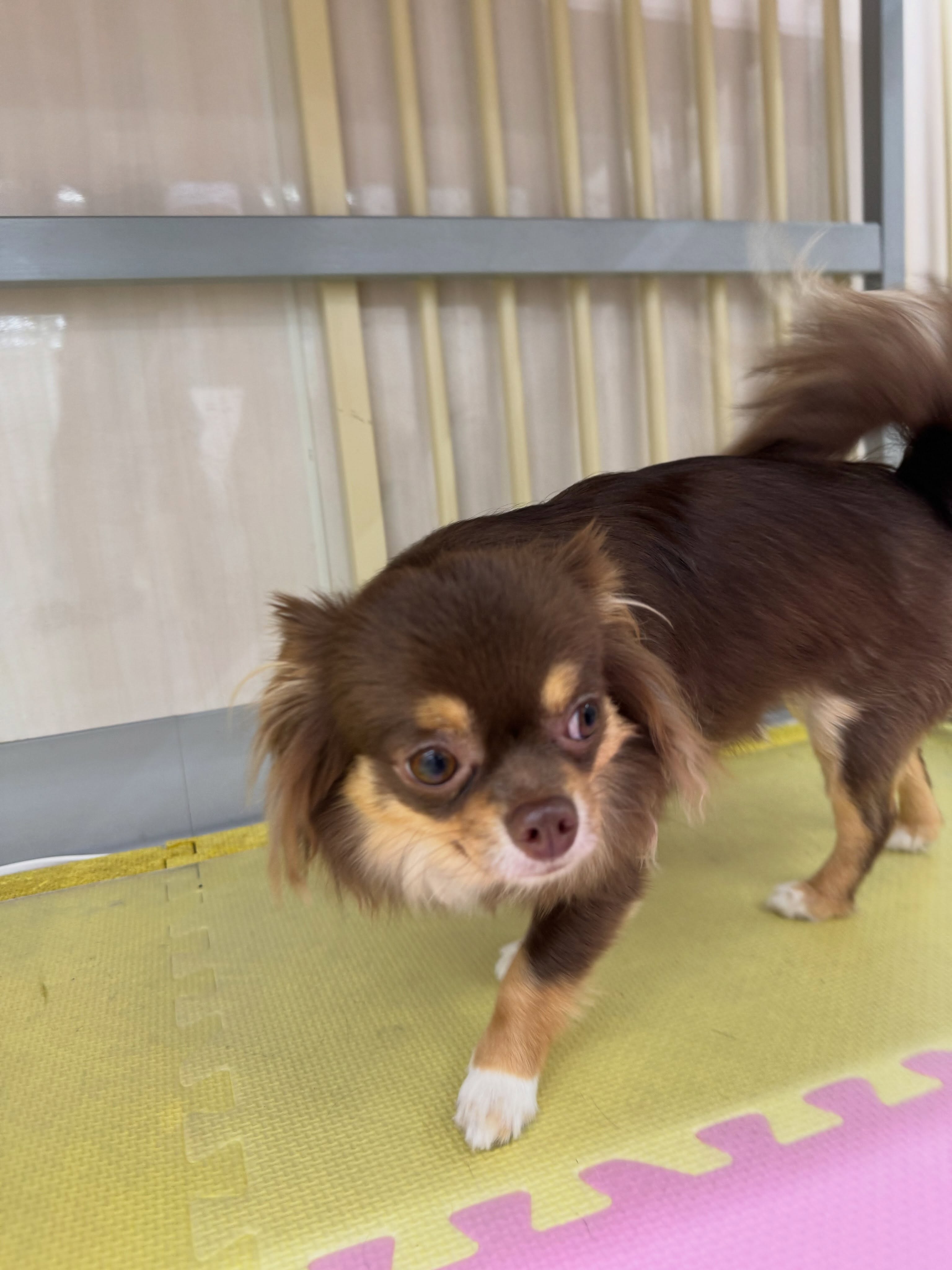 きりまるちゃん&まろちゃん🐶
きりまるちゃんはニコペットのちびっ子達やマルちゃん、風夾ちゃん達と走り回ったり、匂いを嗅ぎ合ったりして過ごしていました🤭
まろちゃんは朝から大好きな風夾ちゃんやププちゃん、ニコペットのちびっ子達と走り回ったり、ワンプロを仕掛けあったりして遊び回っていました👍
まろちゃんはいろんな投稿に少しずつ乗っているのでよければ探してみてください🤫
🐾🐶愛犬のお悩みご相談ください🐶🐾
@kenkohmura_official
↑フォロー待ってます↑
〒955-0091 新潟県三条市上須頃大割428−1
☎︎ 0256-35-2571
✉️ info@kenkohmura.jp
HP: http://kenkohmura.jp
LINE: https://lin.ee/7LIz5sb
#犬幸村#犬の幼稚園 #吠える、噛む #犬のしつけ #トイレ
チワワチワワ可愛いチワワ倶楽部チワワ可愛いすぎるチワワ大好き