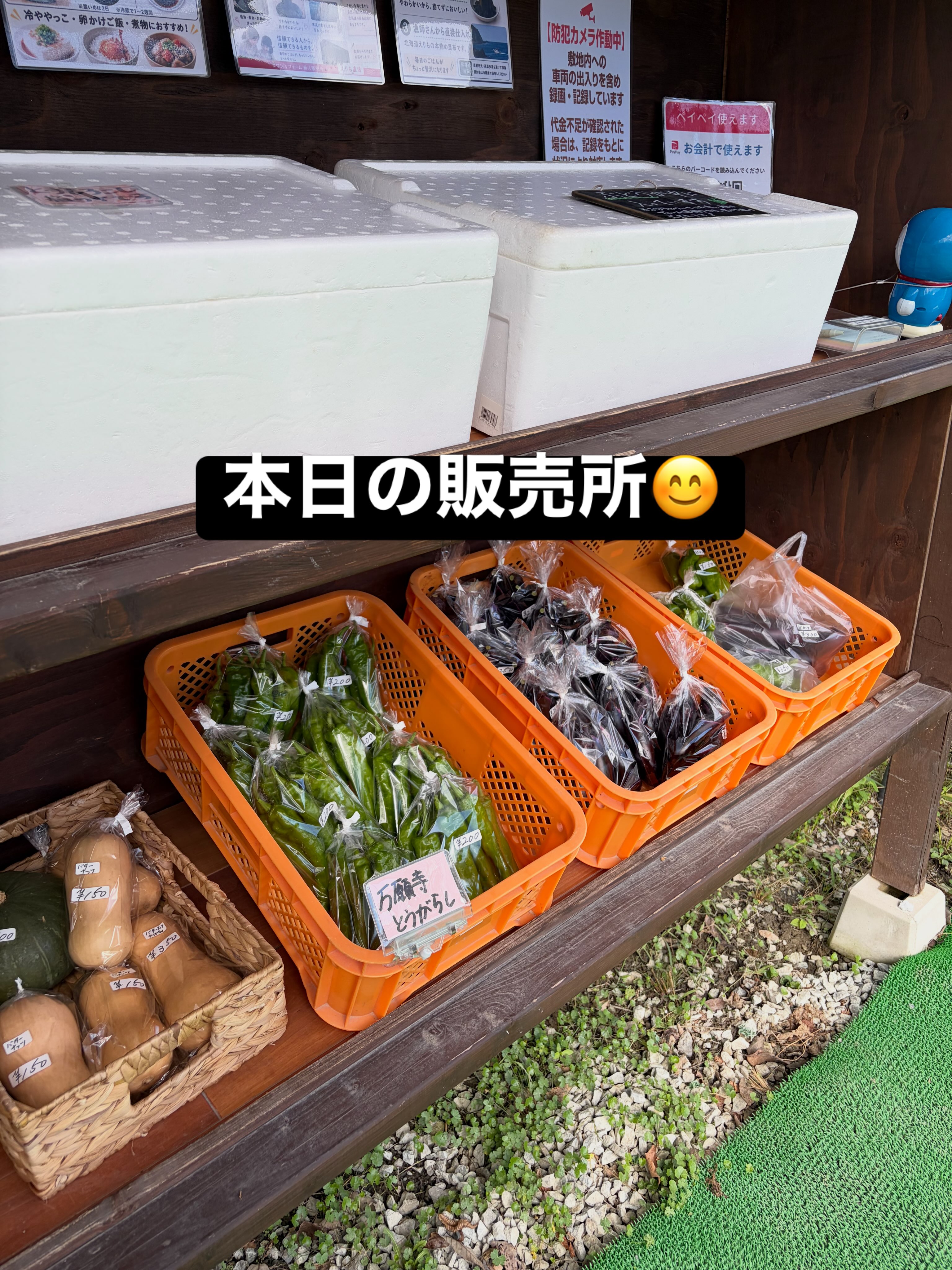 おはようございます😊
コロン’sファームです🌱
今日は久しぶりに青空が見れました☀️
やっぱり晴れ間が見えると気持ちいいですね♪
本日も無人販売所には、ナス・万願寺とうがらしなどの夏野菜に、かぼちゃやバターナッツも並んでいます🎃
ぶどうは巨峰やクイーンニーナ🍇
大葉やまくわうりもありますよ😊
今日もよろしくお願いします✨
#コロンズファーム #南丹市 #無人販売所 #採れたて野菜 #農家直売