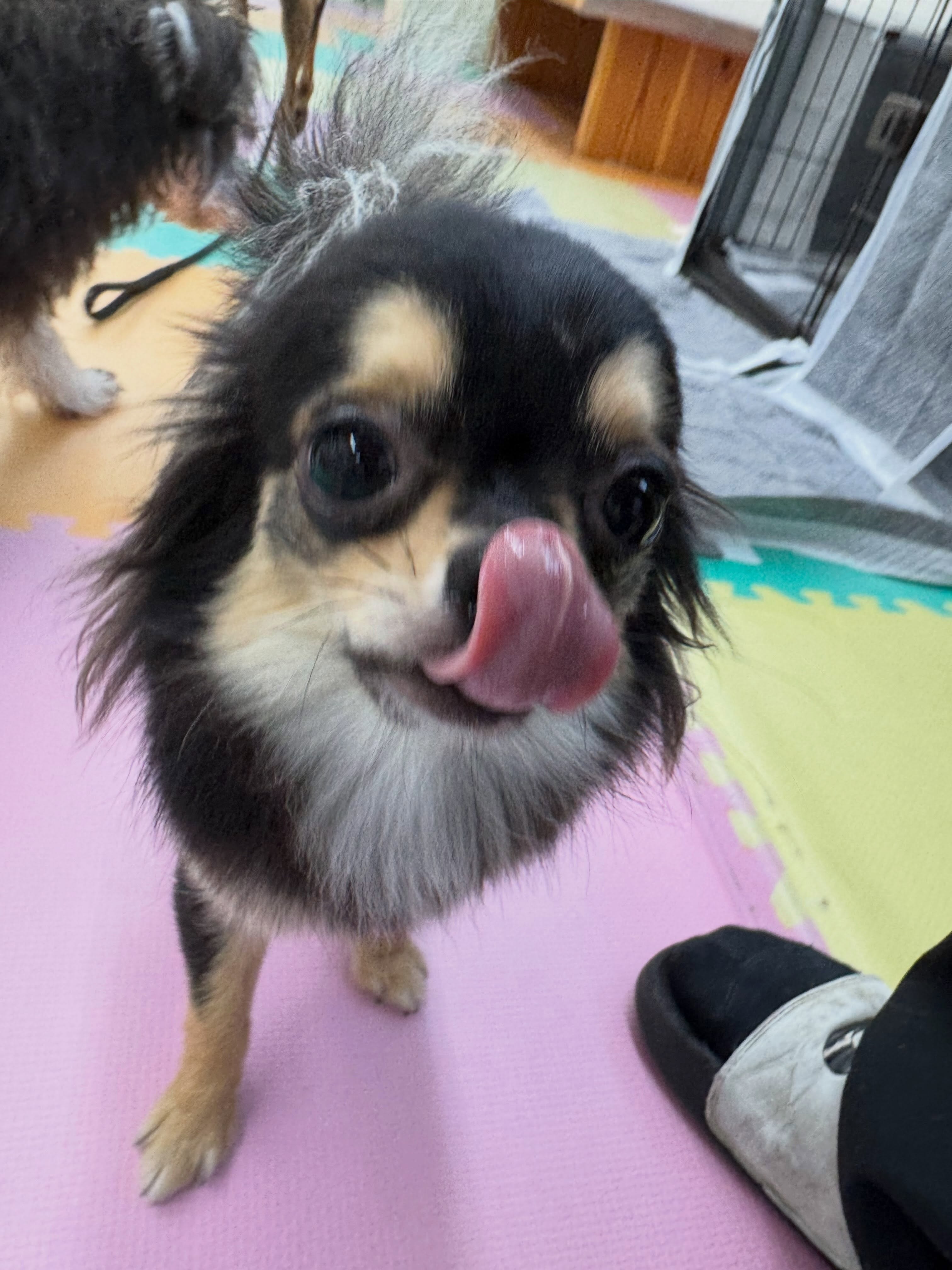 きりまるちゃん&まろちゃん🐶
きりまるちゃんはニコペットのちびっ子達やマルちゃん、風夾ちゃん達と走り回ったり、匂いを嗅ぎ合ったりして過ごしていました🤭
まろちゃんは朝から大好きな風夾ちゃんやププちゃん、ニコペットのちびっ子達と走り回ったり、ワンプロを仕掛けあったりして遊び回っていました👍
まろちゃんはいろんな投稿に少しずつ乗っているのでよければ探してみてください🤫
🐾🐶愛犬のお悩みご相談ください🐶🐾
@kenkohmura_official
↑フォロー待ってます↑
〒955-0091 新潟県三条市上須頃大割428−1
☎︎ 0256-35-2571
✉️ info@kenkohmura.jp
HP: http://kenkohmura.jp
LINE: https://lin.ee/7LIz5sb
#犬幸村#犬の幼稚園 #吠える、噛む #犬のしつけ #トイレ
チワワチワワ可愛いチワワ倶楽部チワワ可愛いすぎるチワワ大好き