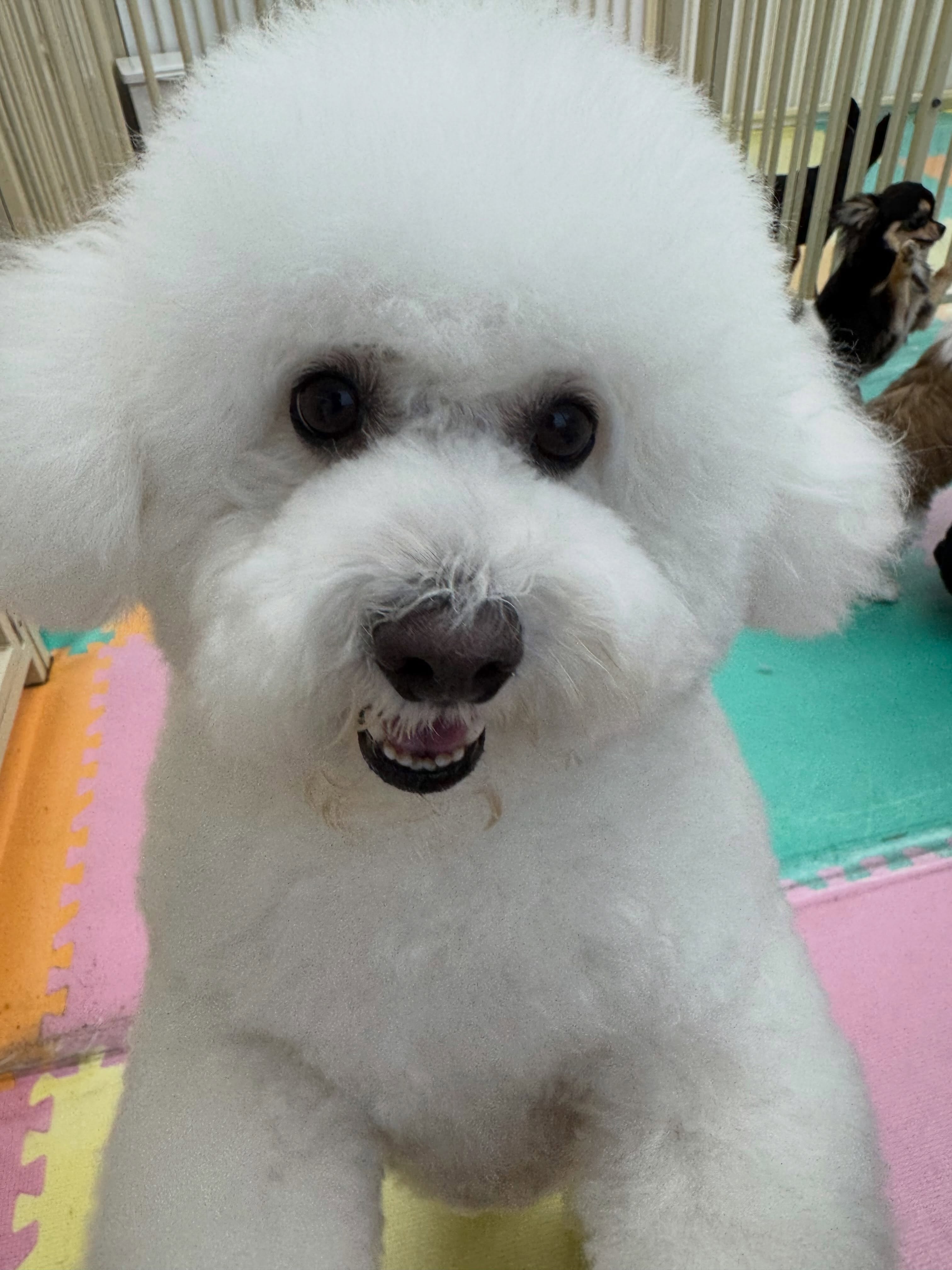 ピピちゃん🐶
本日は朝からゆずちゃんとまだ誰もきていない幼稚園を広々と使って追いかけっこをしたり、二頭でスタッフに構ってアピールをしに行ったりして楽しんでいました👍
🐾🐶愛犬のお悩みご相談ください🐶🐾
@kenkohmura_official
↑フォロー待ってます↑
〒955-0091 新潟県三条市上須頃大割428−1
☎︎ 0256-35-2571
✉️ info@kenkohmura.jp
HP: http://kenkohmura.jp
LINE: https://lin.ee/7LIz5sb
#犬幸村#犬の幼稚園 #吠える、噛む #犬のしつけ #トイレ
ビジョンビション可愛いビション大好きビション倶楽部