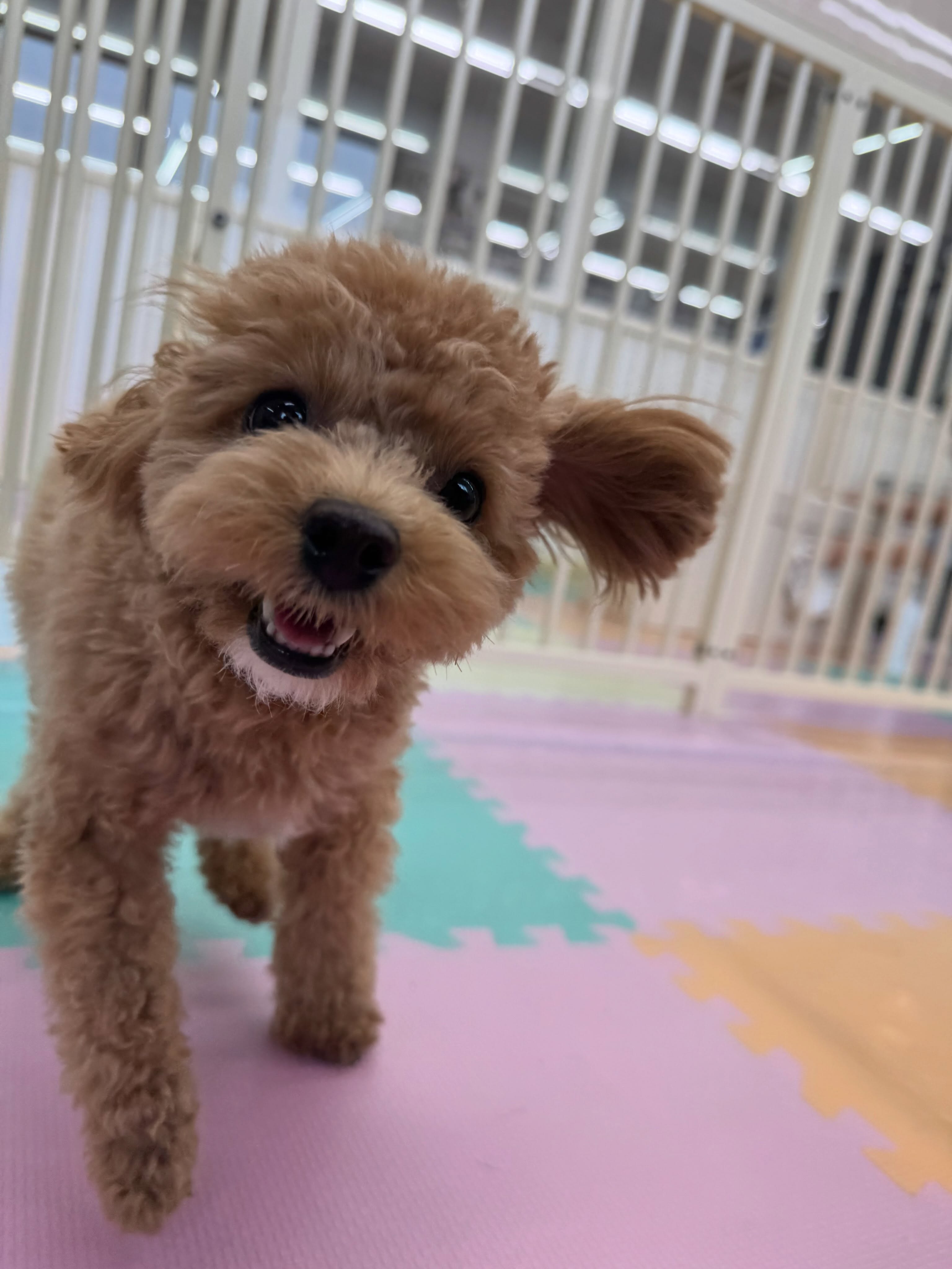 風夾ちゃん🐶
本日も、大好きなきりまるちゃん&まろちゃん達と遊んでみたり、マルちゃんと匂いを嗅ぎ合ったりして上手に過ごしていました👍
🐾🐶愛犬のお悩みご相談ください🐶🐾
@kenkohmura_official
↑フォロー待ってます↑
〒955-0091 新潟県三条市上須頃大割428−1
☎︎ 0256-35-2571
✉️ info@kenkohmura.jp
HP: http://kenkohmura.jp
LINE: https://lin.ee/7LIz5sb
#犬幸村#犬の幼稚園 #吠える、噛む #犬のしつけ #トイレ
トイプートイプー可愛いトイプー倶楽部トイプー可愛いすぎるトイプー大好き