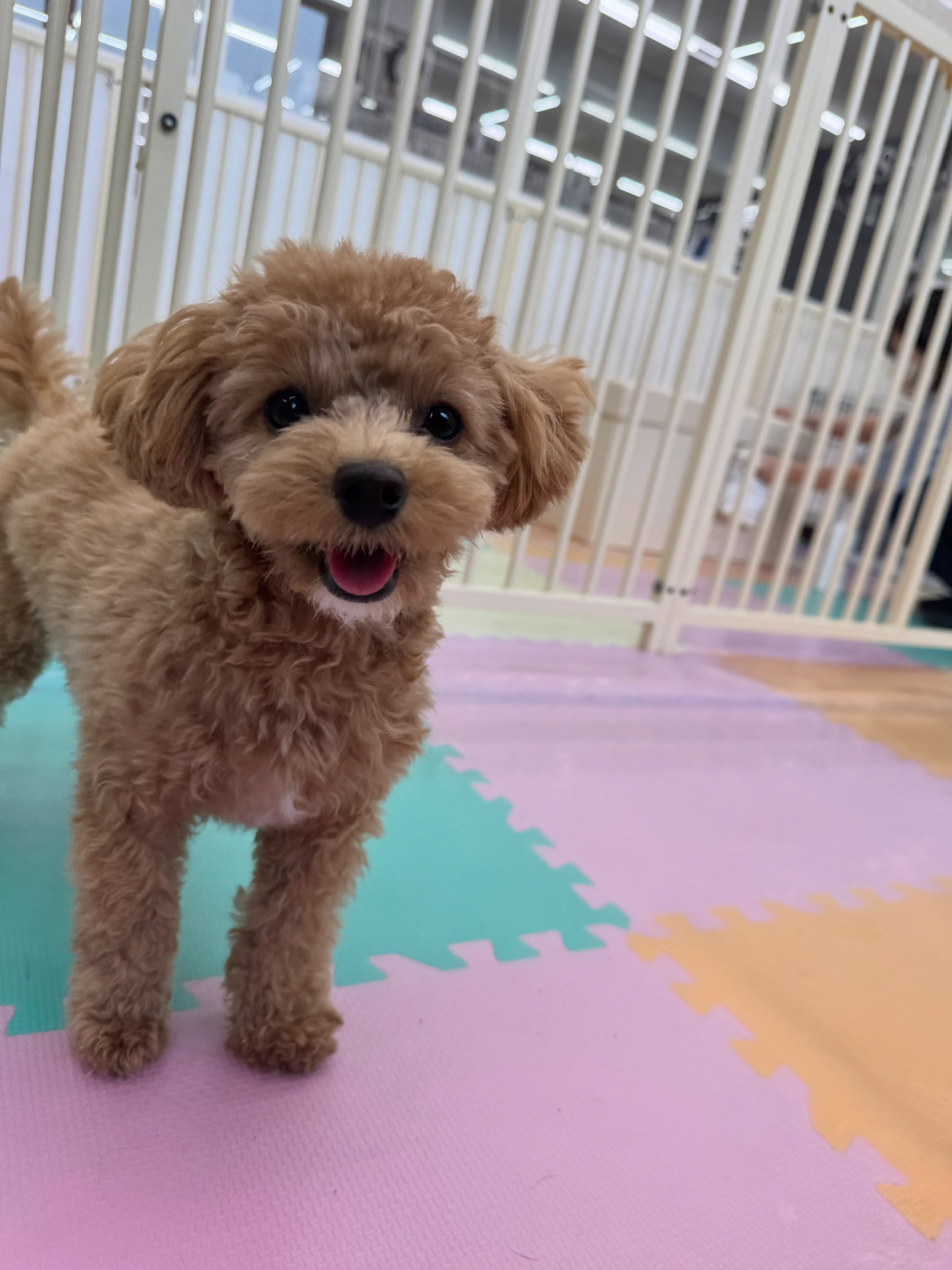 風夾ちゃん🐶
本日も、大好きなきりまるちゃん&まろちゃん達と遊んでみたり、マルちゃんと匂いを嗅ぎ合ったりして上手に過ごしていました👍
🐾🐶愛犬のお悩みご相談ください🐶🐾
@kenkohmura_official
↑フォロー待ってます↑
〒955-0091 新潟県三条市上須頃大割428−1
☎︎ 0256-35-2571
✉️ info@kenkohmura.jp
HP: http://kenkohmura.jp
LINE: https://lin.ee/7LIz5sb
#犬幸村#犬の幼稚園 #吠える、噛む #犬のしつけ #トイレ
トイプートイプー可愛いトイプー倶楽部トイプー可愛いすぎるトイプー大好き