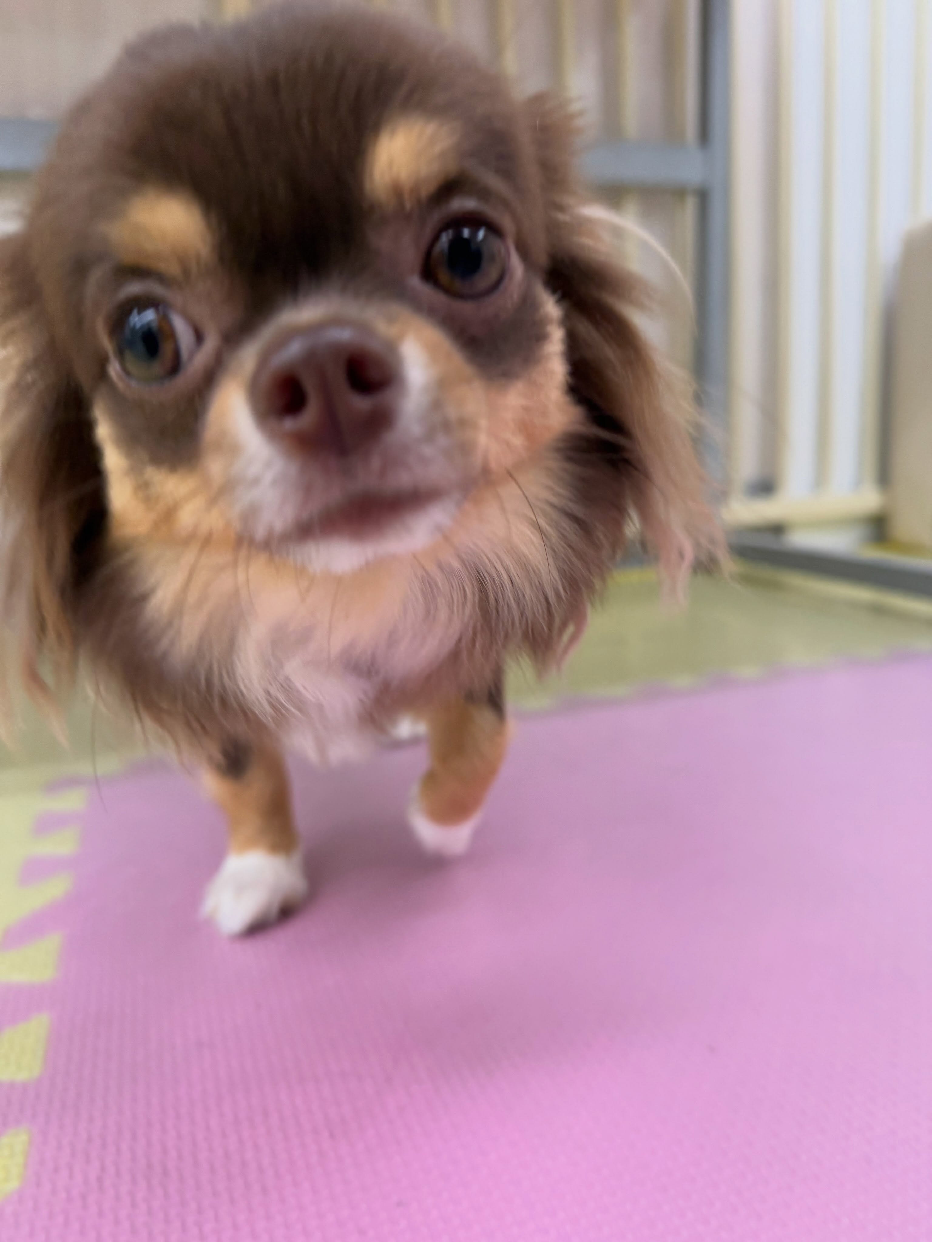 きりまるちゃん&まろちゃん🐶
きりまるちゃんはニコペットのちびっ子達やマルちゃん、風夾ちゃん達と走り回ったり、匂いを嗅ぎ合ったりして過ごしていました🤭
まろちゃんは朝から大好きな風夾ちゃんやププちゃん、ニコペットのちびっ子達と走り回ったり、ワンプロを仕掛けあったりして遊び回っていました👍
まろちゃんはいろんな投稿に少しずつ乗っているのでよければ探してみてください🤫
🐾🐶愛犬のお悩みご相談ください🐶🐾
@kenkohmura_official
↑フォロー待ってます↑
〒955-0091 新潟県三条市上須頃大割428−1
☎︎ 0256-35-2571
✉️ info@kenkohmura.jp
HP: http://kenkohmura.jp
LINE: https://lin.ee/7LIz5sb
#犬幸村#犬の幼稚園 #吠える、噛む #犬のしつけ #トイレ
チワワチワワ可愛いチワワ倶楽部チワワ可愛いすぎるチワワ大好き