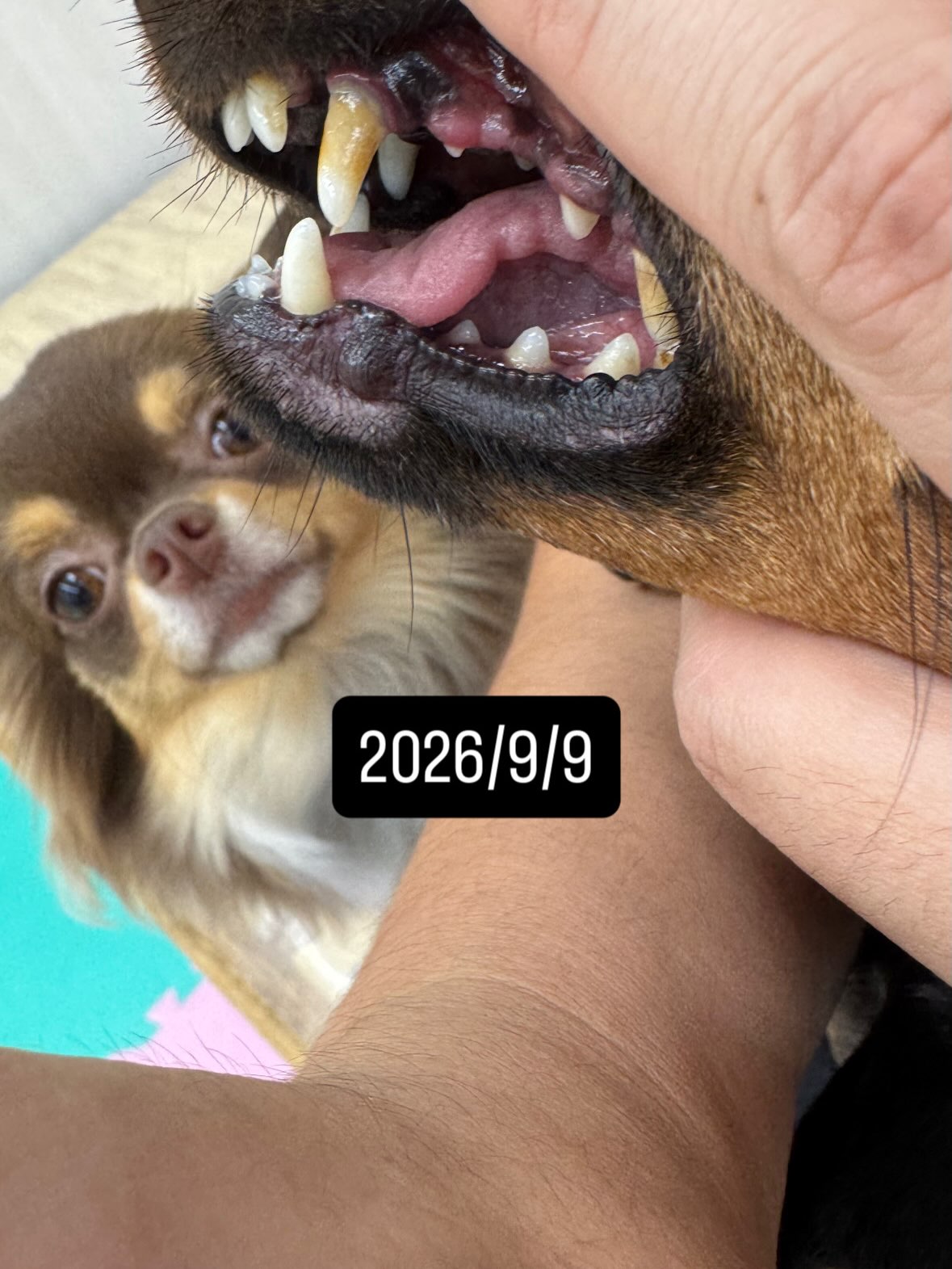 クールちゃん&カノアちゃん🐶
本日歯磨きトレーニングを開始して2年1ヶ月が経ちました
歯の状態は2頭ともあまり変わりなくキープができているのでこのまま継続を意識して頑張りましょう✊
園内ではマルちゃんに2頭とも気に入られたようで、たくさんちょっかいを出されてなんだよ‼️と2頭ともブチギレていました🤣
🐾🐶愛犬のお悩みご相談ください🐶🐾
@kenkohmura_official
↑フォロー待ってます↑
〒955-0091 新潟県三条市上須頃大割428−1
☎︎ 0256-35-2571
✉️ info@kenkohmura.jp
HP: http://kenkohmura.jp
LINE: https://lin.ee/7LIz5sb
#犬幸村#犬の幼稚園 #吠える、噛む #犬のしつけ #トイレ
ミニピンミニピン可愛いミックスミックス犬可愛いすぎる