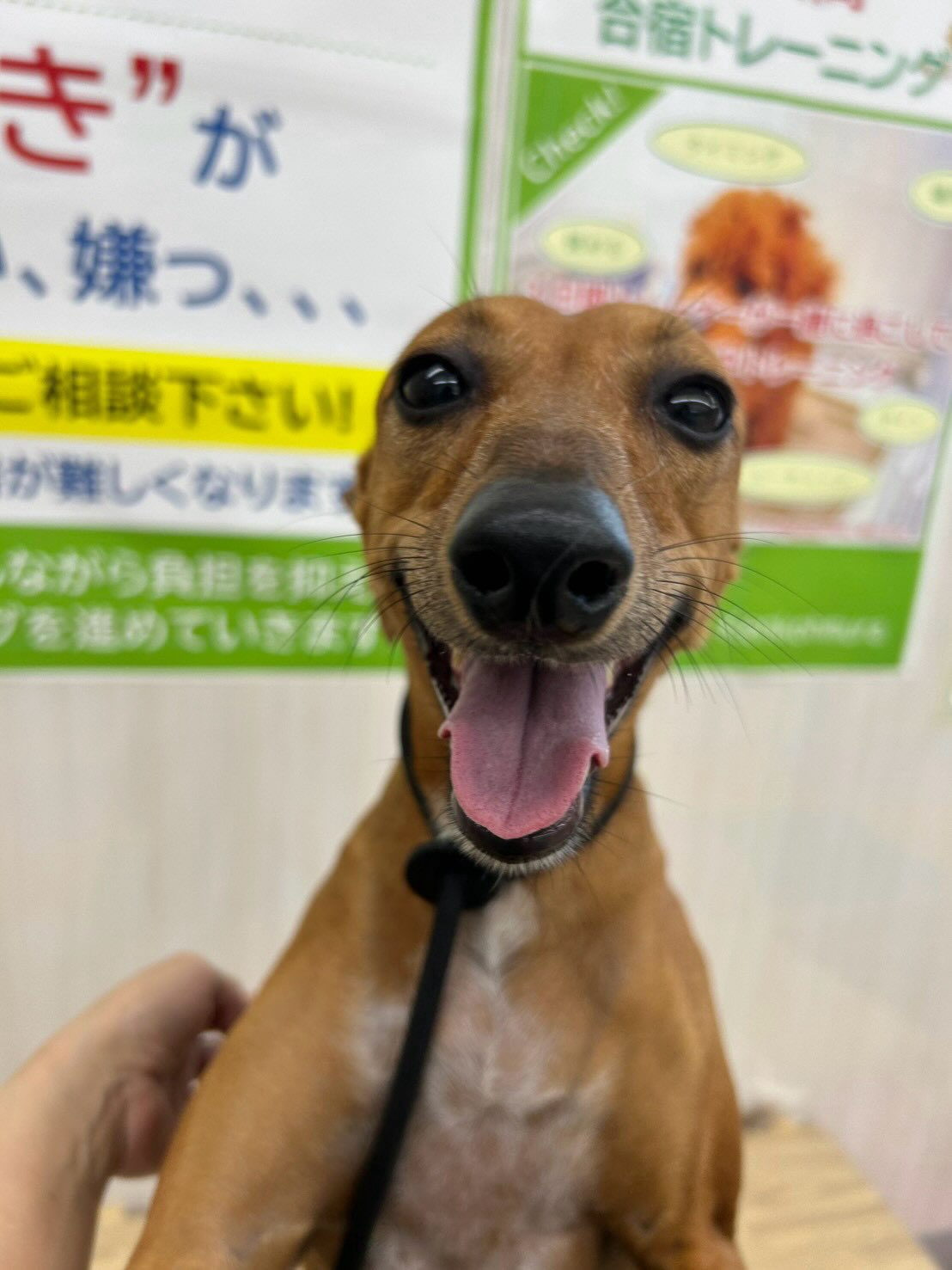 クールちゃん&カノアちゃん🐶
本日歯磨きトレーニングを開始して2年1ヶ月が経ちました
歯の状態は2頭ともあまり変わりなくキープができているのでこのまま継続を意識して頑張りましょう✊
園内ではマルちゃんに2頭とも気に入られたようで、たくさんちょっかいを出されてなんだよ‼️と2頭ともブチギレていました🤣
🐾🐶愛犬のお悩みご相談ください🐶🐾
@kenkohmura_official
↑フォロー待ってます↑
〒955-0091 新潟県三条市上須頃大割428−1
☎︎ 0256-35-2571
✉️ info@kenkohmura.jp
HP: http://kenkohmura.jp
LINE: https://lin.ee/7LIz5sb
#犬幸村#犬の幼稚園 #吠える、噛む #犬のしつけ #トイレ
ミニピンミニピン可愛いミックスミックス犬可愛いすぎる