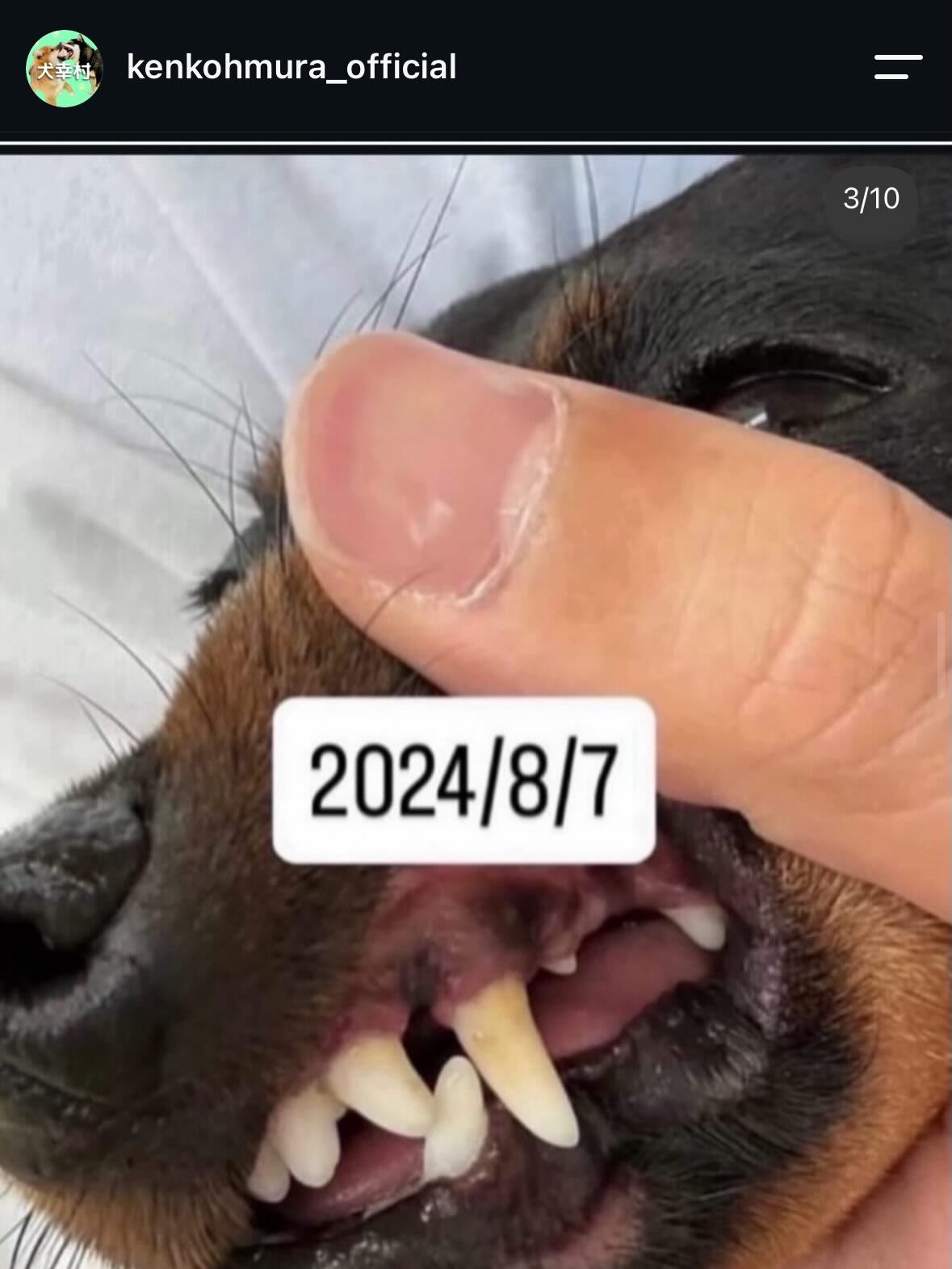 クールちゃん&カノアちゃん🐶
本日歯磨きトレーニングを開始して2年1ヶ月が経ちました
歯の状態は2頭ともあまり変わりなくキープができているのでこのまま継続を意識して頑張りましょう✊
園内ではマルちゃんに2頭とも気に入られたようで、たくさんちょっかいを出されてなんだよ‼️と2頭ともブチギレていました🤣
🐾🐶愛犬のお悩みご相談ください🐶🐾
@kenkohmura_official
↑フォロー待ってます↑
〒955-0091 新潟県三条市上須頃大割428−1
☎︎ 0256-35-2571
✉️ info@kenkohmura.jp
HP: http://kenkohmura.jp
LINE: https://lin.ee/7LIz5sb
#犬幸村#犬の幼稚園 #吠える、噛む #犬のしつけ #トイレ
ミニピンミニピン可愛いミックスミックス犬可愛いすぎる