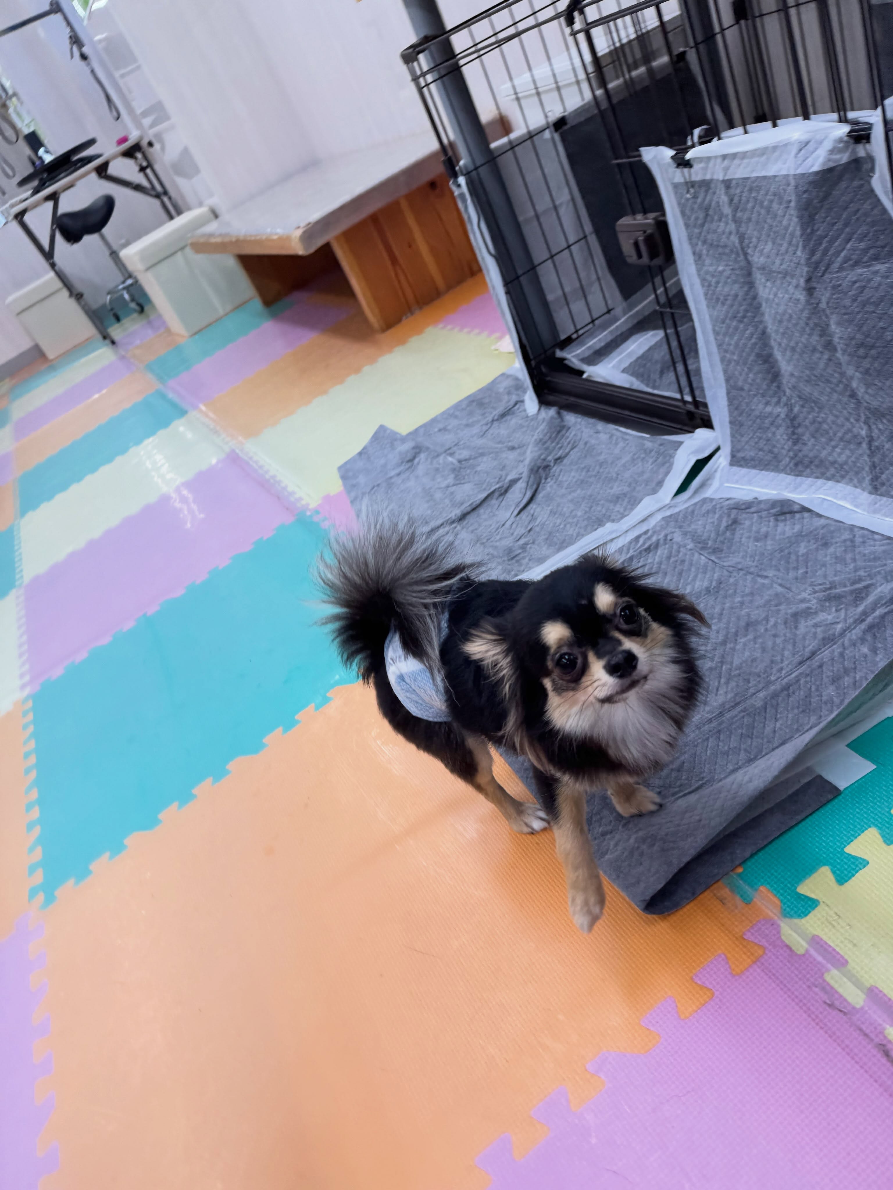 きりまるちゃん&まろちゃん🐶
きりまるちゃんはニコペットのちびっ子達やマルちゃん、風夾ちゃん達と走り回ったり、匂いを嗅ぎ合ったりして過ごしていました🤭
まろちゃんは朝から大好きな風夾ちゃんやププちゃん、ニコペットのちびっ子達と走り回ったり、ワンプロを仕掛けあったりして遊び回っていました👍
まろちゃんはいろんな投稿に少しずつ乗っているのでよければ探してみてください🤫
🐾🐶愛犬のお悩みご相談ください🐶🐾
@kenkohmura_official
↑フォロー待ってます↑
〒955-0091 新潟県三条市上須頃大割428−1
☎︎ 0256-35-2571
✉️ info@kenkohmura.jp
HP: http://kenkohmura.jp
LINE: https://lin.ee/7LIz5sb
#犬幸村#犬の幼稚園 #吠える、噛む #犬のしつけ #トイレ
チワワチワワ可愛いチワワ倶楽部チワワ可愛いすぎるチワワ大好き