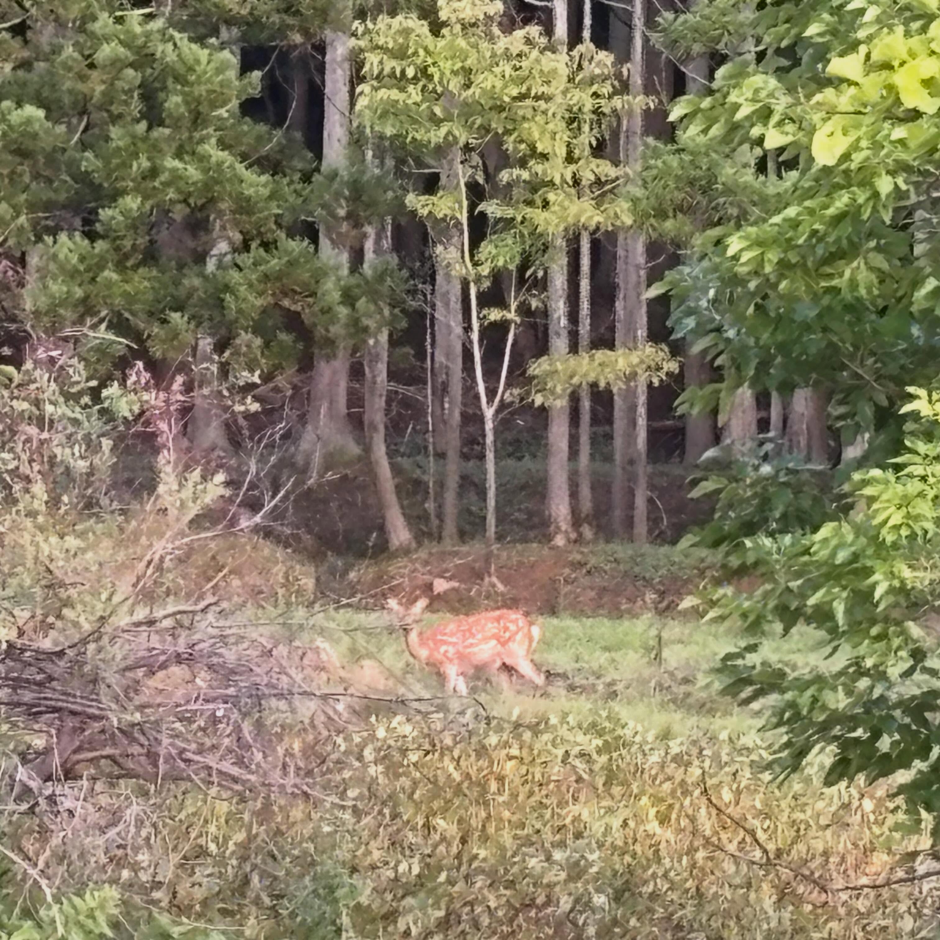 郵便局横の公園でよく動物を見かけるようになりました。
鹿は以前からいるのは分かっていましたが
数が増えている印象を受けますし、初めて猪を見ました💦
クマの目撃もありますし、遊べる場所ではなくなってきました😭観光で来られる方もお気をつけ下さい
#舟屋の宿まるいち
#伊根
#舟屋
#獣
#シカ