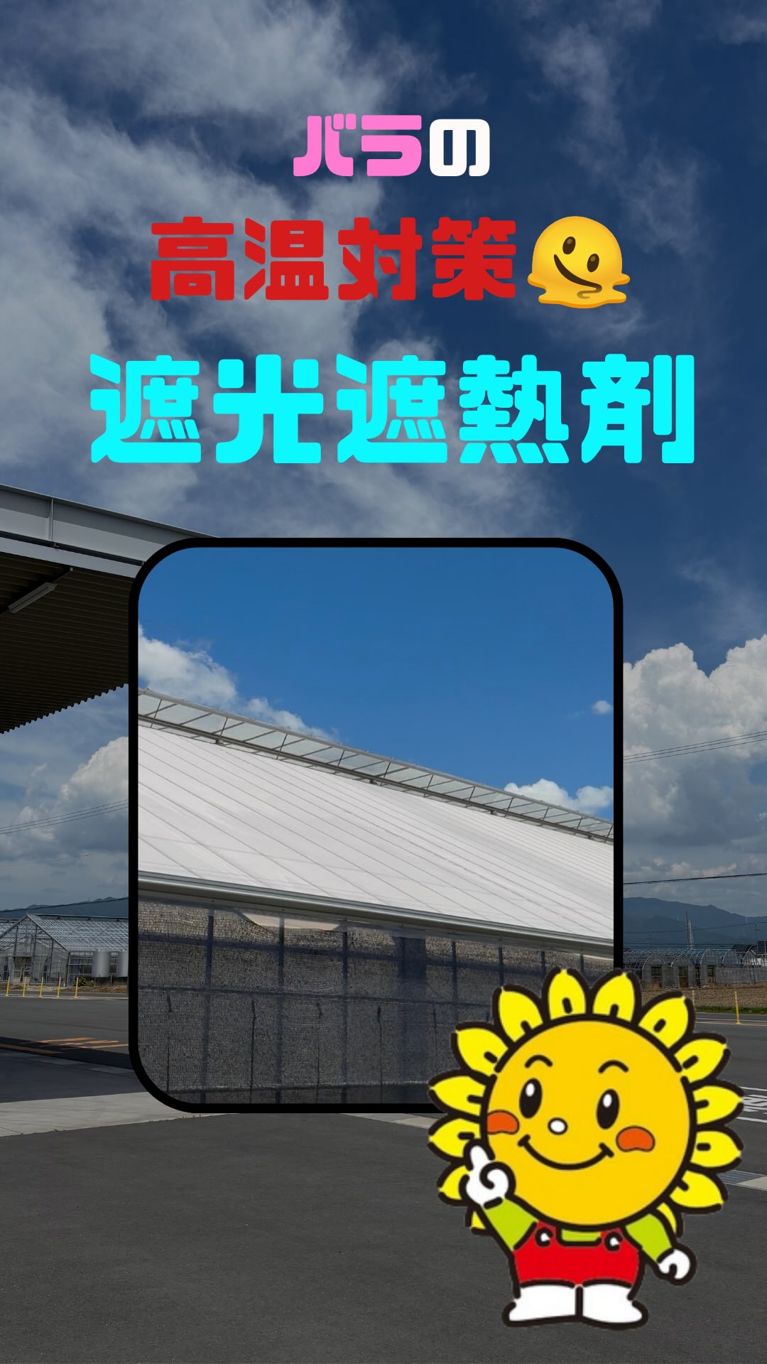 【JAひまわりバラ部会・高温対策の取り組み】
気温も一時期よりかなり落ち着いて来ましたが、
夏時期に行われた高温対策の取り組みを紹介します
真夏の温室は、バラにとって過酷な環境です🥵
特に日中の猛烈な暑さからバラを守るため、温室屋根に「遮光・遮熱剤」を塗布します
太陽の光を適度に遮り、温室内に入り込む熱を抑え、設備への蓄熱を抑え、バラのダメージはもちろん、葉っぱ同士の影が少なくなるので光合成効率もUPします
そのために、温室全体へ丁寧に塗布していきます
これからも、季節ごとに環境をコントロールし、バラの安定生産をする努力を続けていきます
#遮光遮熱
#高温対策
#rose
#jaひまわり
#豊川市