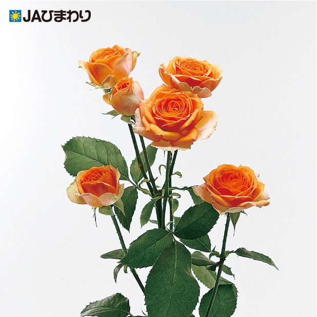 ギリギリになってしまいましたが今回は敬老の日におすすめの品種をいくつか紹介したいと思います🌹
①プラヴィーダ
「ありがとう」を、明るいオレンジに込めて。
コロンと丸みを帯びた花姿が愛らしい
オレンジ色のスプレーバラ「プラヴィーダ」。
ひと枝にいくつもの花を咲かせるスプレータイプで、
花束に添えるだけで、ぱっと明るく華やかな印象に✨
敬老の日には、
いつも優しく見守ってくれる大切な方へ。
「これからも元気でいてね」
そんな想いを、明るくあたたかなバラに込めて贈ってみませんか?🌹
##JAひまわりバラ部会 #プラヴィーダ#バラ #敬老の日